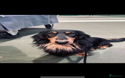 Dachshund dogs for sale: STANDARD LONGHAIR DACHSHUNDS - Image 13