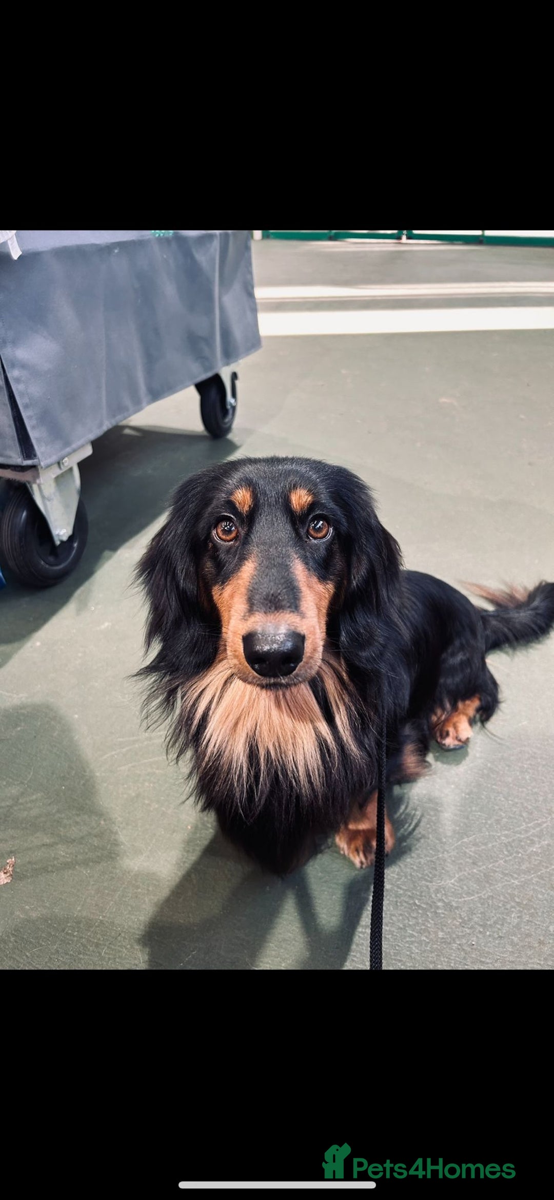 Dachshund dogs for sale: STANDARD LONGHAIR DACHSHUNDS - Image 13