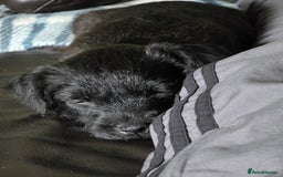 Mixed Breed dogs for sale: Gorgeous Border/Patterdale bitch - Image 9