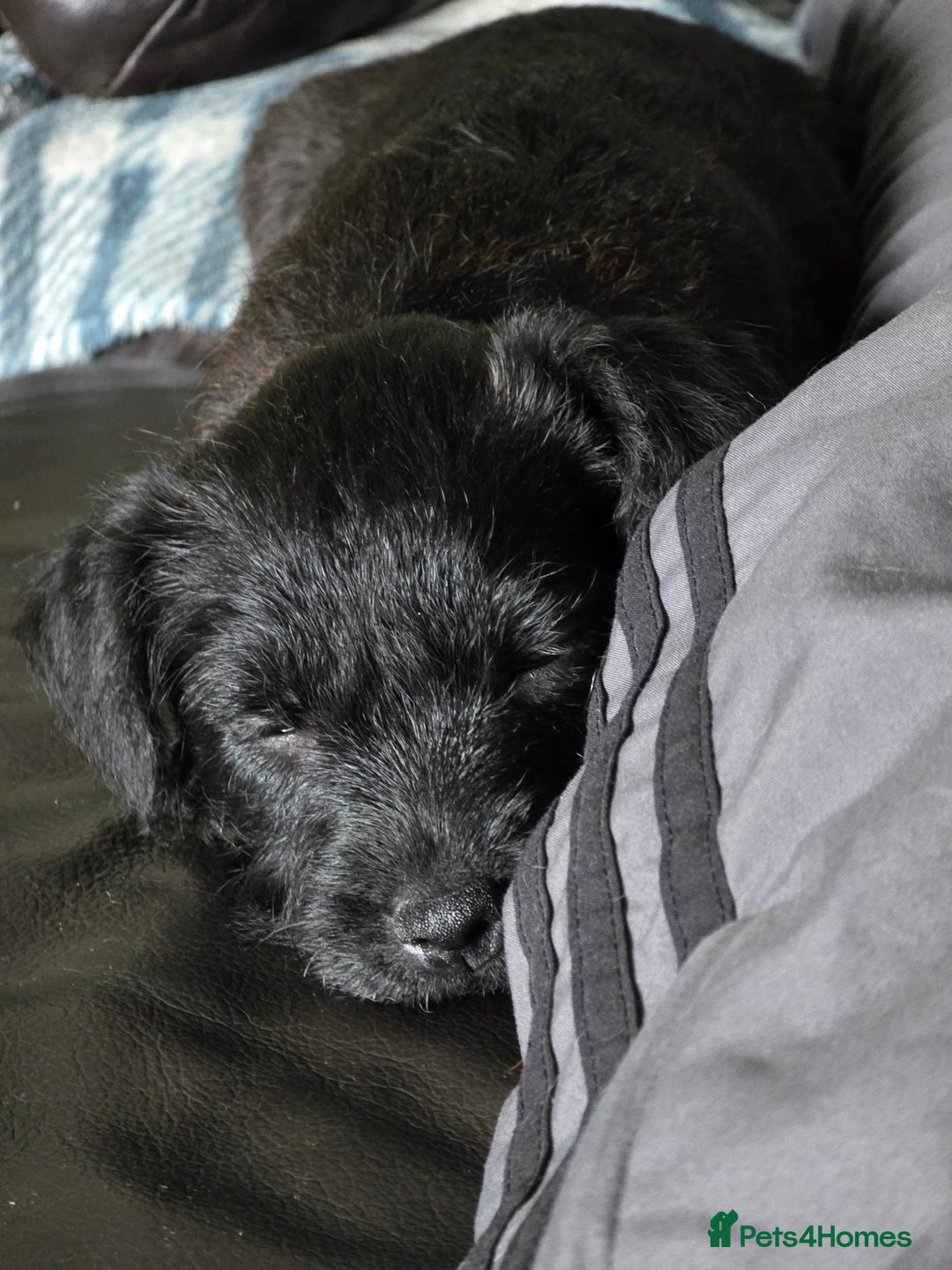 Mixed Breed dogs for sale: Gorgeous Border/Patterdale bitch - Image 9