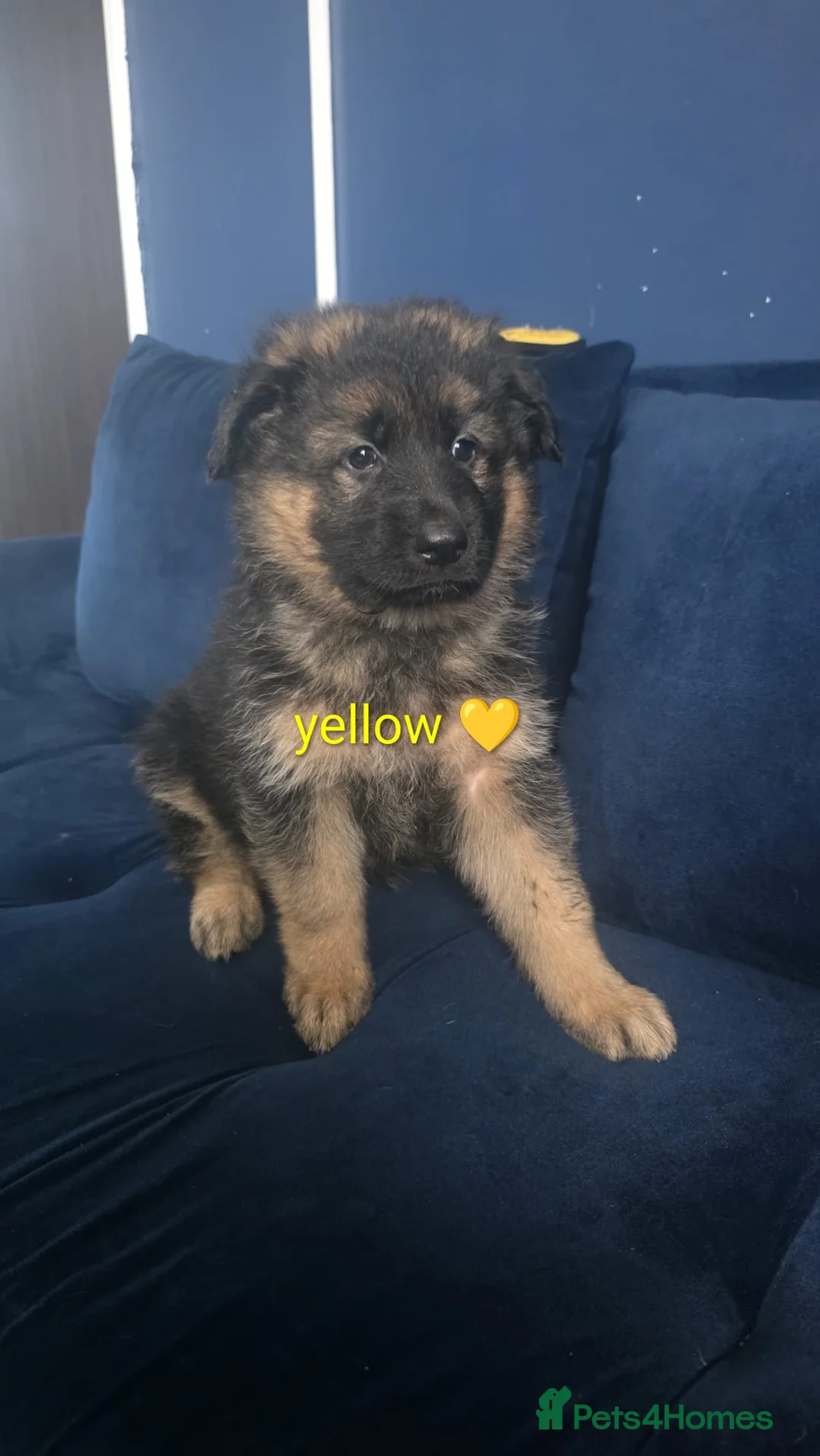 German Shepherd dogs for sale: Pupy German Sharped 🏡🏡 - Advert 4