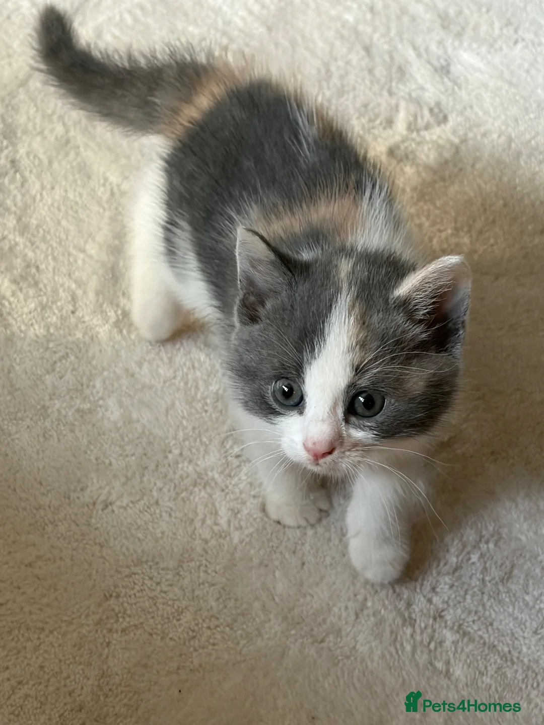 British Shorthair cats for sale: 2 british shorthair kittens - Advert 3