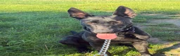 Mixed Breed dogs for sale: Malinois cross  - Advert 2