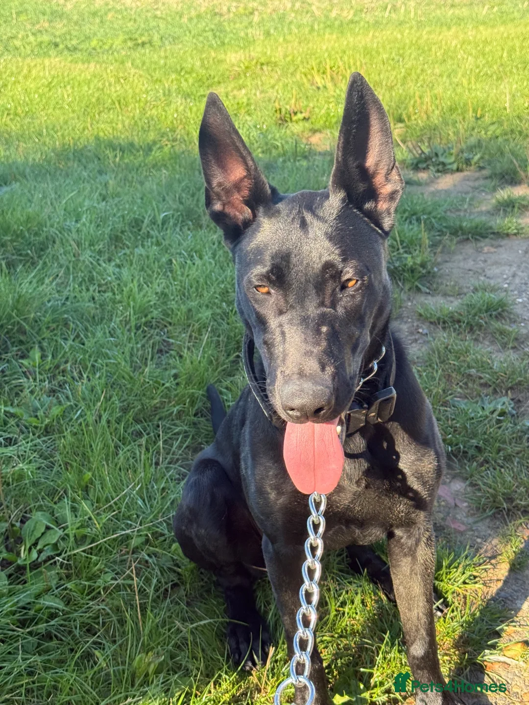 Mixed Breed dogs for sale: Malinois cross  - Advert 2