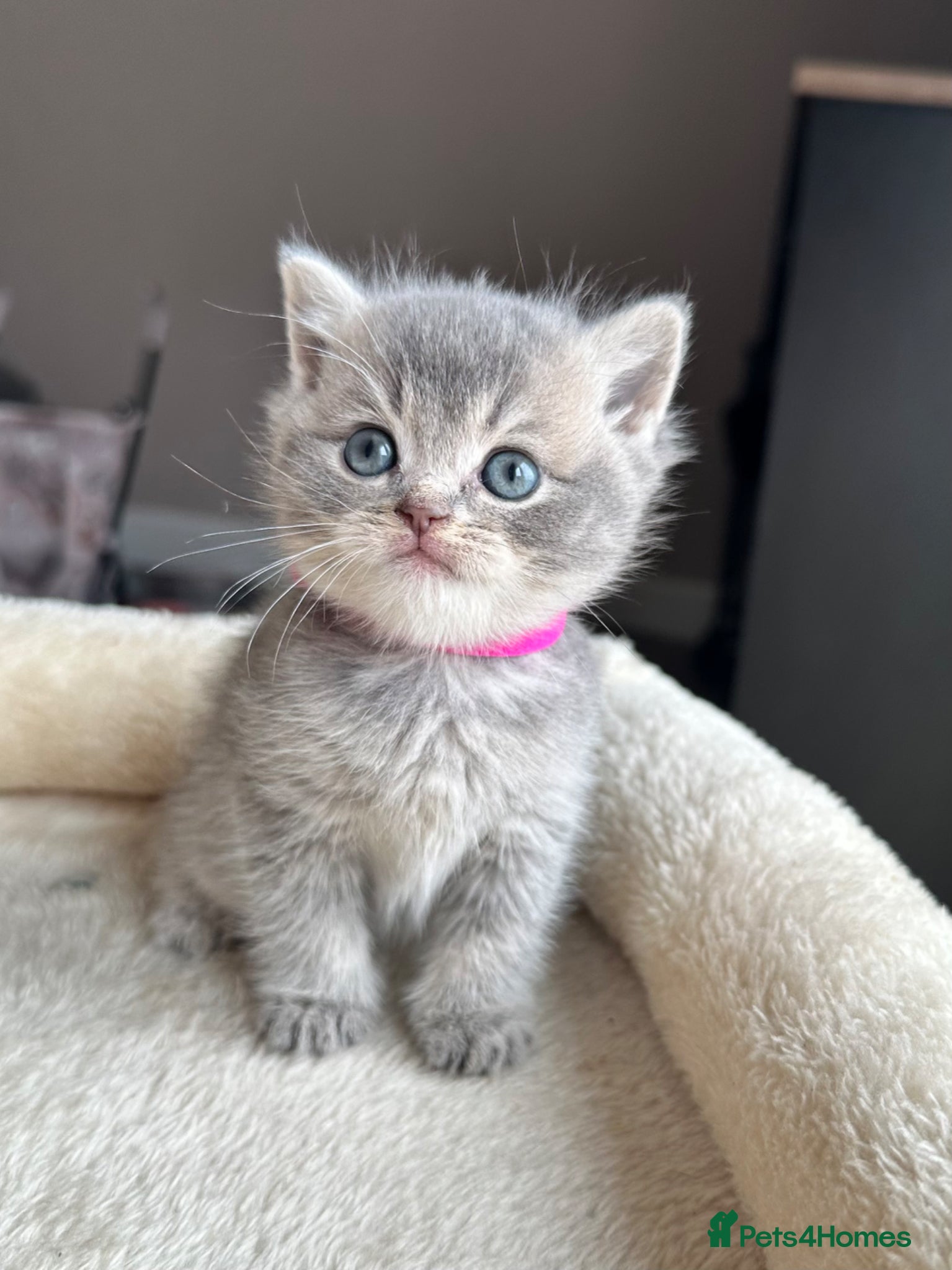 British Shorthair cats British shorthair kittens - Advert 1
