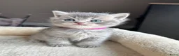British Shorthair cats for sale: British shorthair kittens - Advert 1