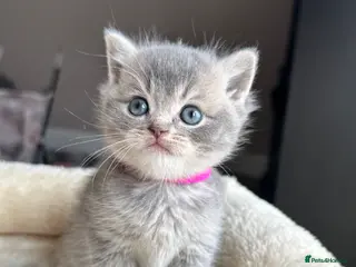 British Shorthair cats British shorthair kittens Ready this week - Advert 3