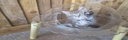 Maine Coon cats for sale: Pure Bred Maine Coon Kittens - Advert 28