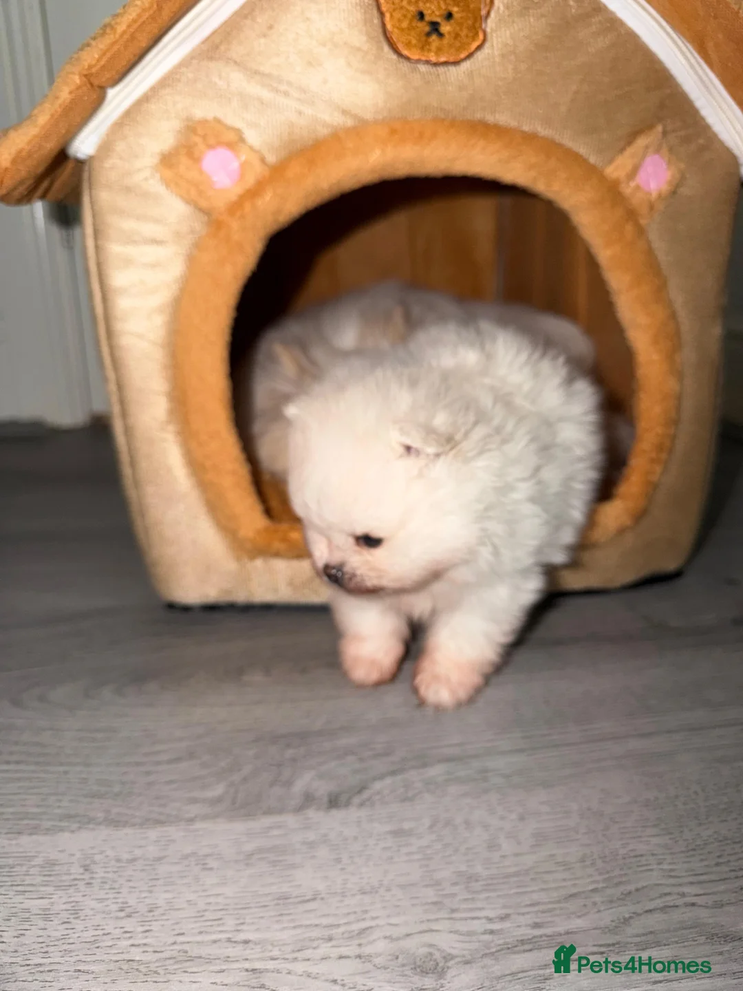 Pomeranian dogs for sale: Gorgeous White Teddy Bear Pomeranian Puppies  - Advert 1