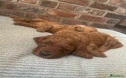 Irish Doodle dogs for sale: Gorgeous Irish Doodle Puppies  🐾 - Image 9