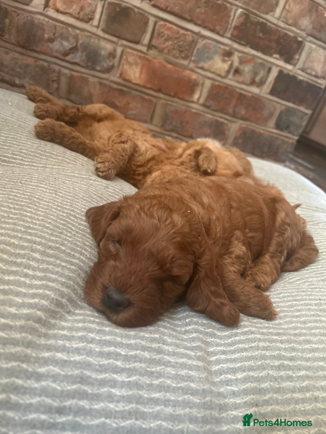 Irish Doodle dogs for sale: Gorgeous Irish Doodle Puppies  🐾 - Image 9