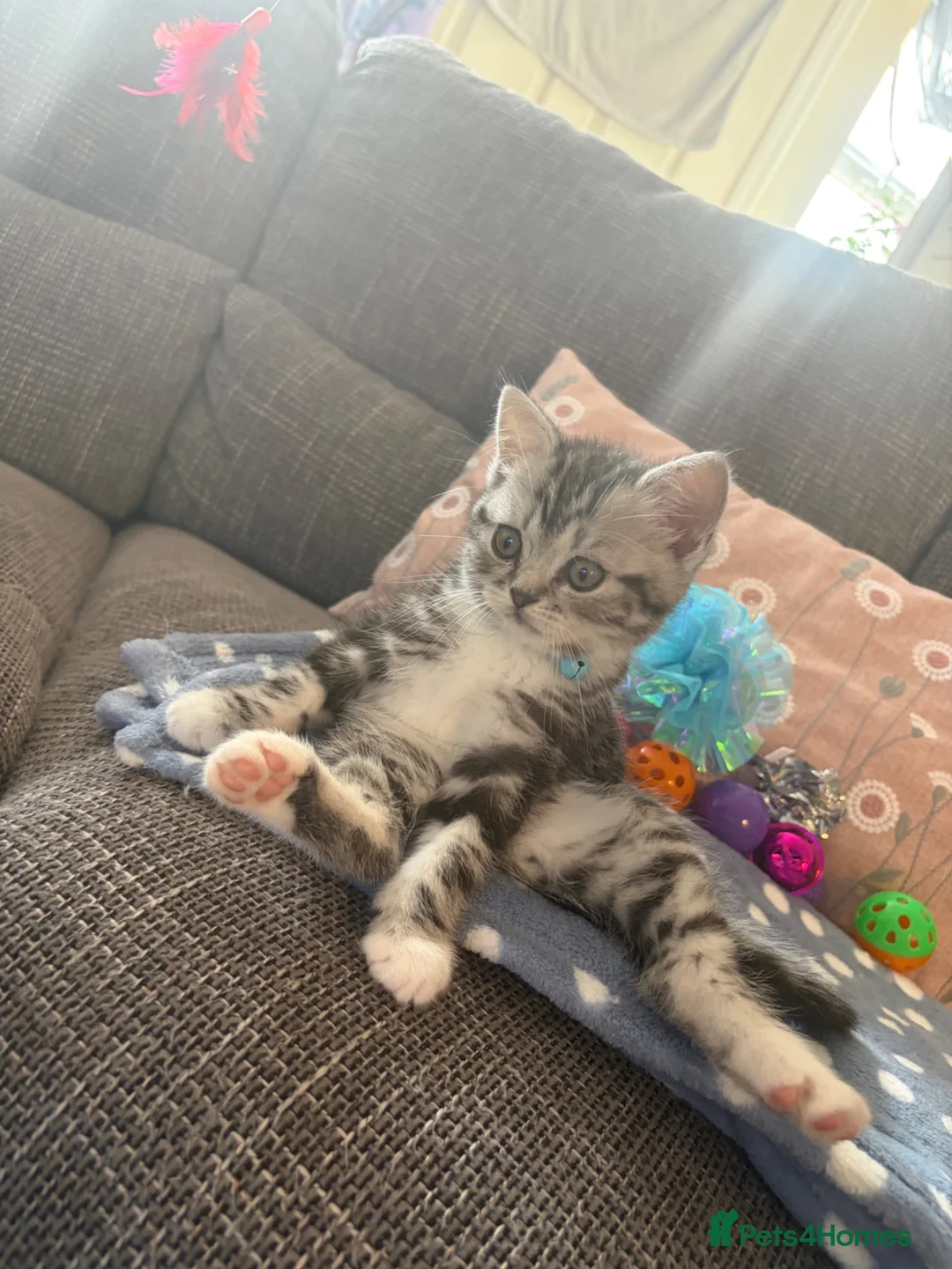 British Shorthair cats for sale: 9 week old kitten MALE - Advert 5