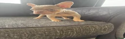 French Bulldog dogs for sale: French Bulldog Puppies - Advert 4