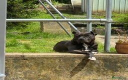 Mixed Breed dogs for sale: Luna  - Image 3