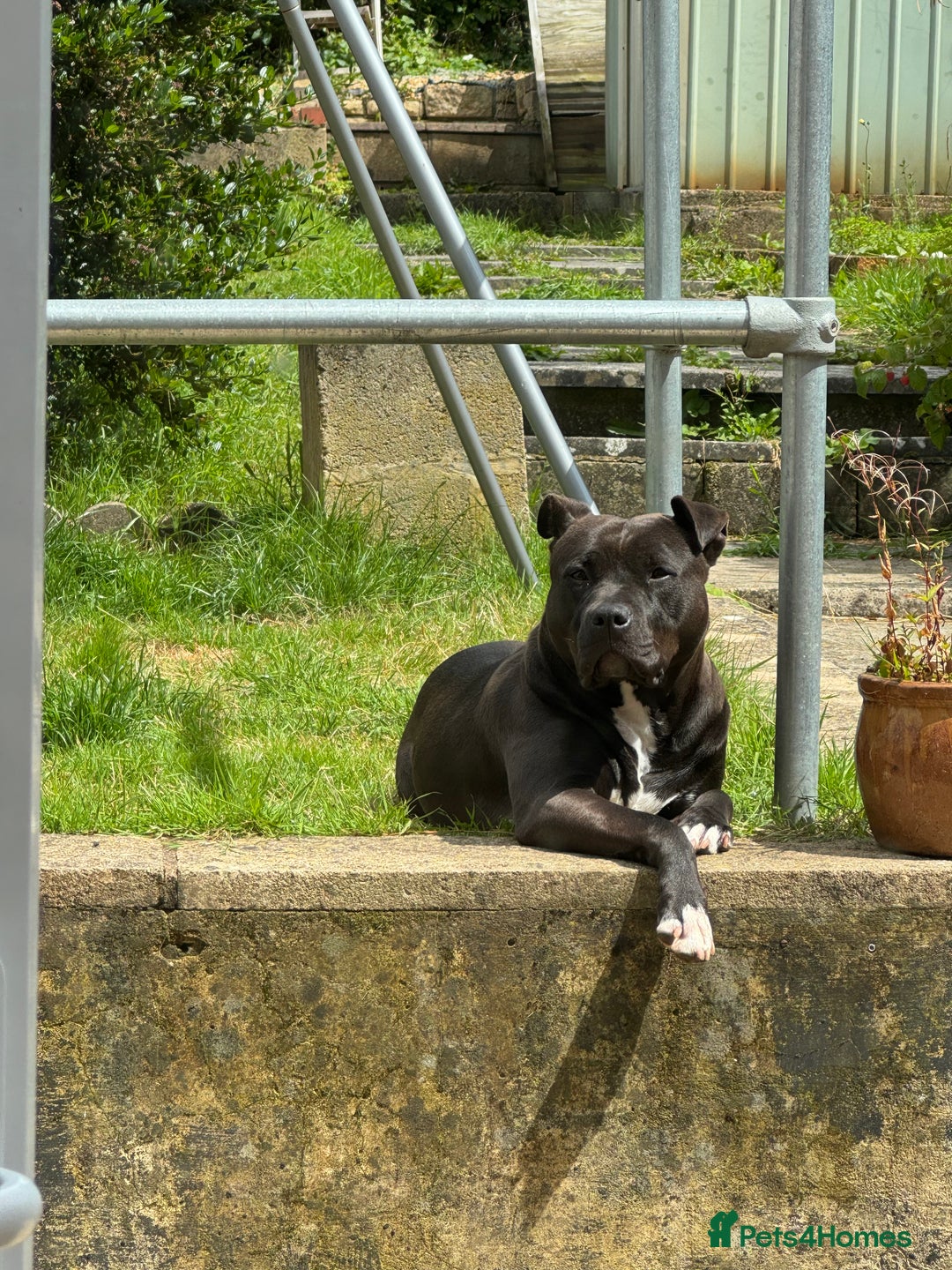 Mixed Breed dogs for sale: Luna  - Image 3