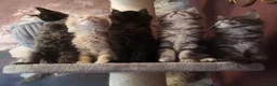 Maine Coon cats for sale: TICA reg HEALTH CHECKED Maine Coons - Advert 7
