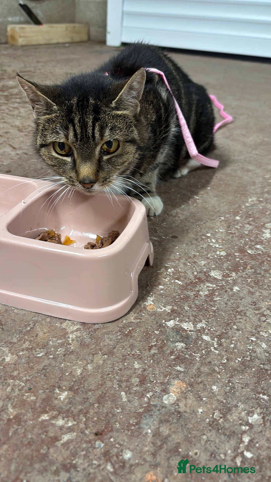 Mixed Breed cats Loving Home Needed for My Beautiful Tabby Cat 🐾❤️ - Advert 6