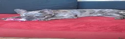 French Bulldog dogs for sale: French bulldog puppies  - Advert 1