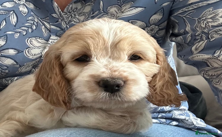 Cockapoo dogs BEAUTIFUL HEALTH CLEAR F1 COCKAPOOS - Advert 1