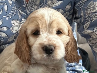 Cockapoo dogs BEAUTIFUL HEALTH CLEAR F1 COCKAPOOS - Advert 1