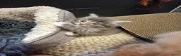 Mixed Breed cats for sale: READY IN 2 WEEKS Fluffy Grey Female kitten - Advert 2