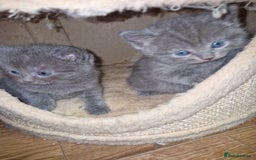 Scottish Fold cats for sale: Scottish fold kittens with straight ears - Advert 7