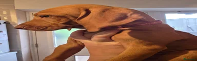 Hungarian Vizsla - Pink