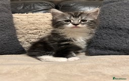 Maine Coon cats for sale: Maine Coon - Image 11