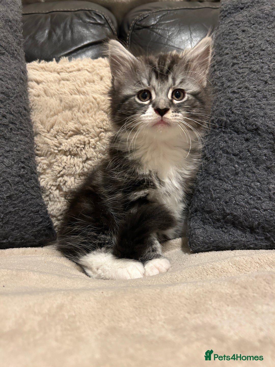 Maine Coon cats for sale: Maine Coon - Image 11