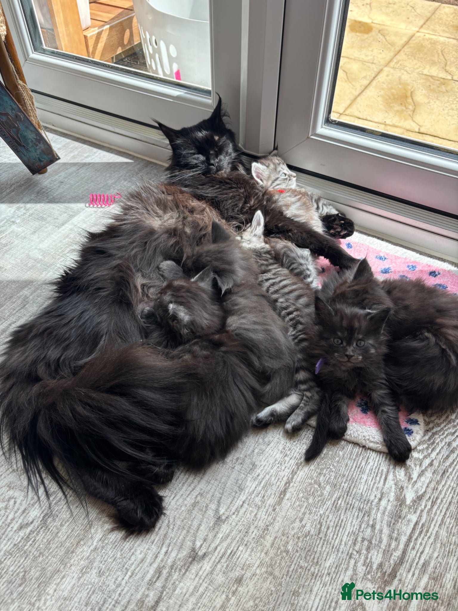 Maine Coon cats 🖤Stunning Black Smoke Maine Coon Girls - Advert 6