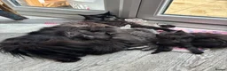 Maine Coon cats for sale: 🖤Stunning Black Smoke Maine Coon Girls - Advert 15