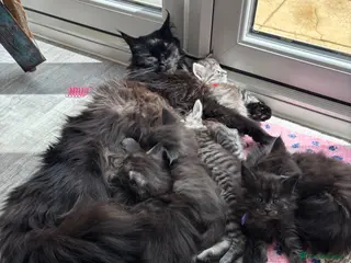 Maine Coon cats 🖤Stunning Black Smoke Maine Coon Girls - Advert 2