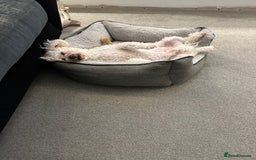 Poochon dogs for sale: Mother and son - Image 4