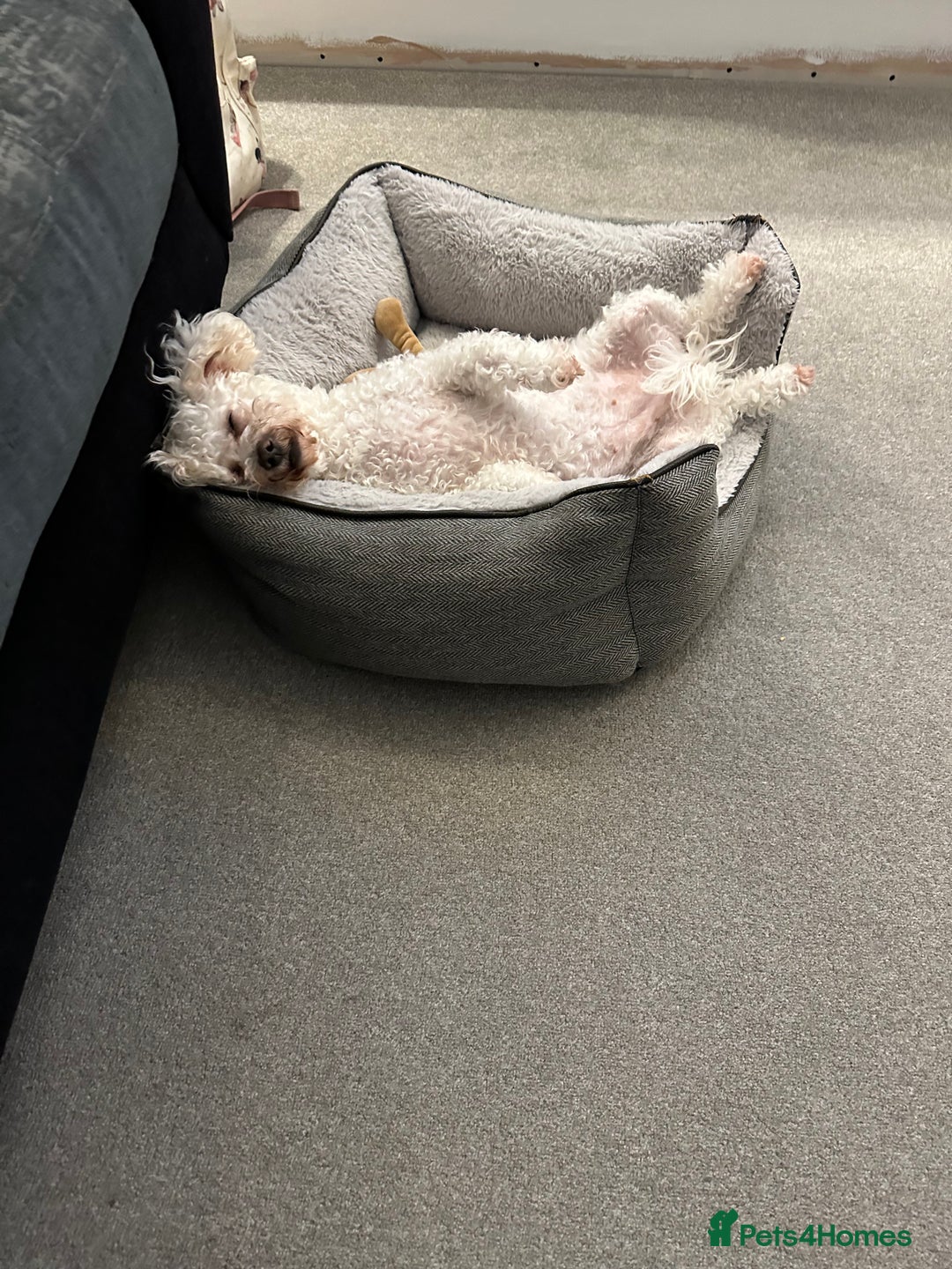 Poochon dogs for sale: Mother and son - Image 4