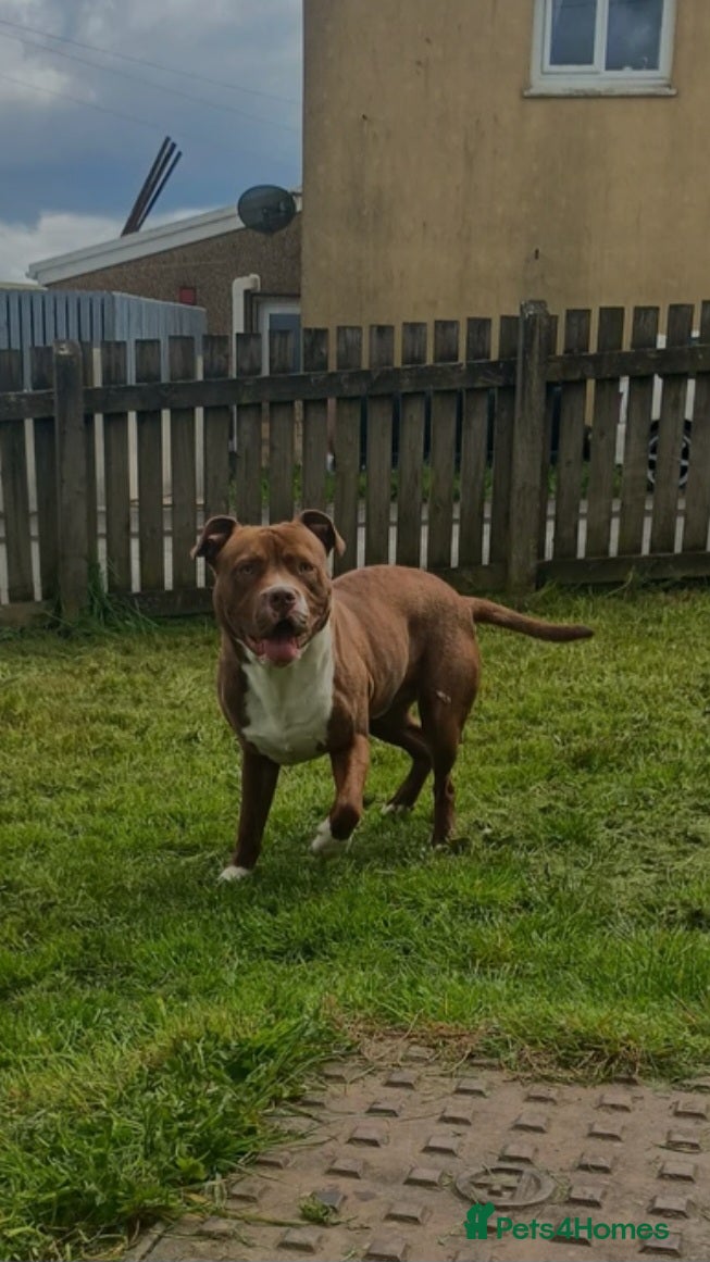 American Bulldog dogs 1 year old male American bulldog - Advert 1