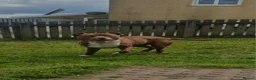 American Bulldog dogs for sale: 1 year old male American bulldog - Advert 1