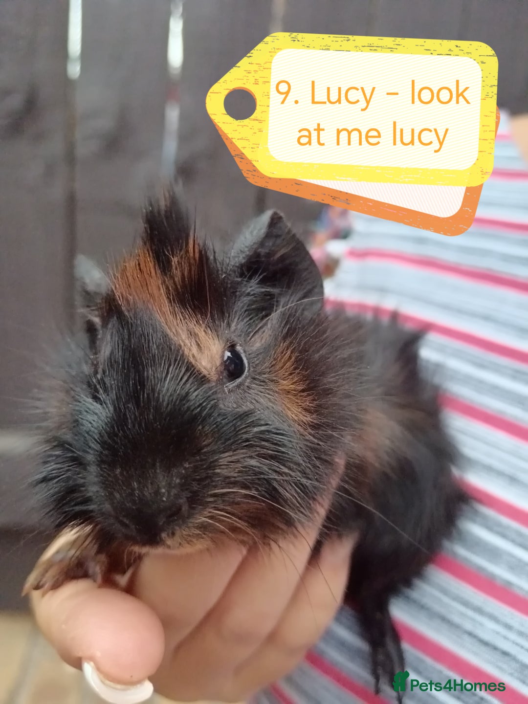 Guinea Pig rodents for sale: ♥️ Beautiful Abyssinian female guineas pigs ♥️  - Image 2