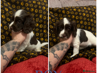 Cocker Spaniel dogs Cocker spaniel puppies - Advert 3