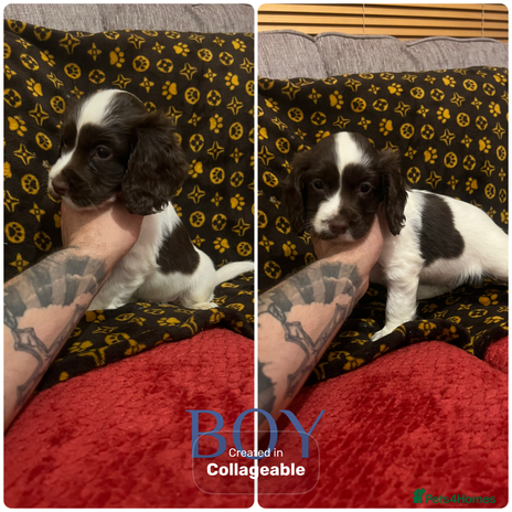 Cocker Spaniel dogs Cocker spaniel puppies - Advert 7