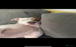 Staffordshire Bull Terrier dogs for sale: Staffordshire Bull Terrier puppies  - Image 8