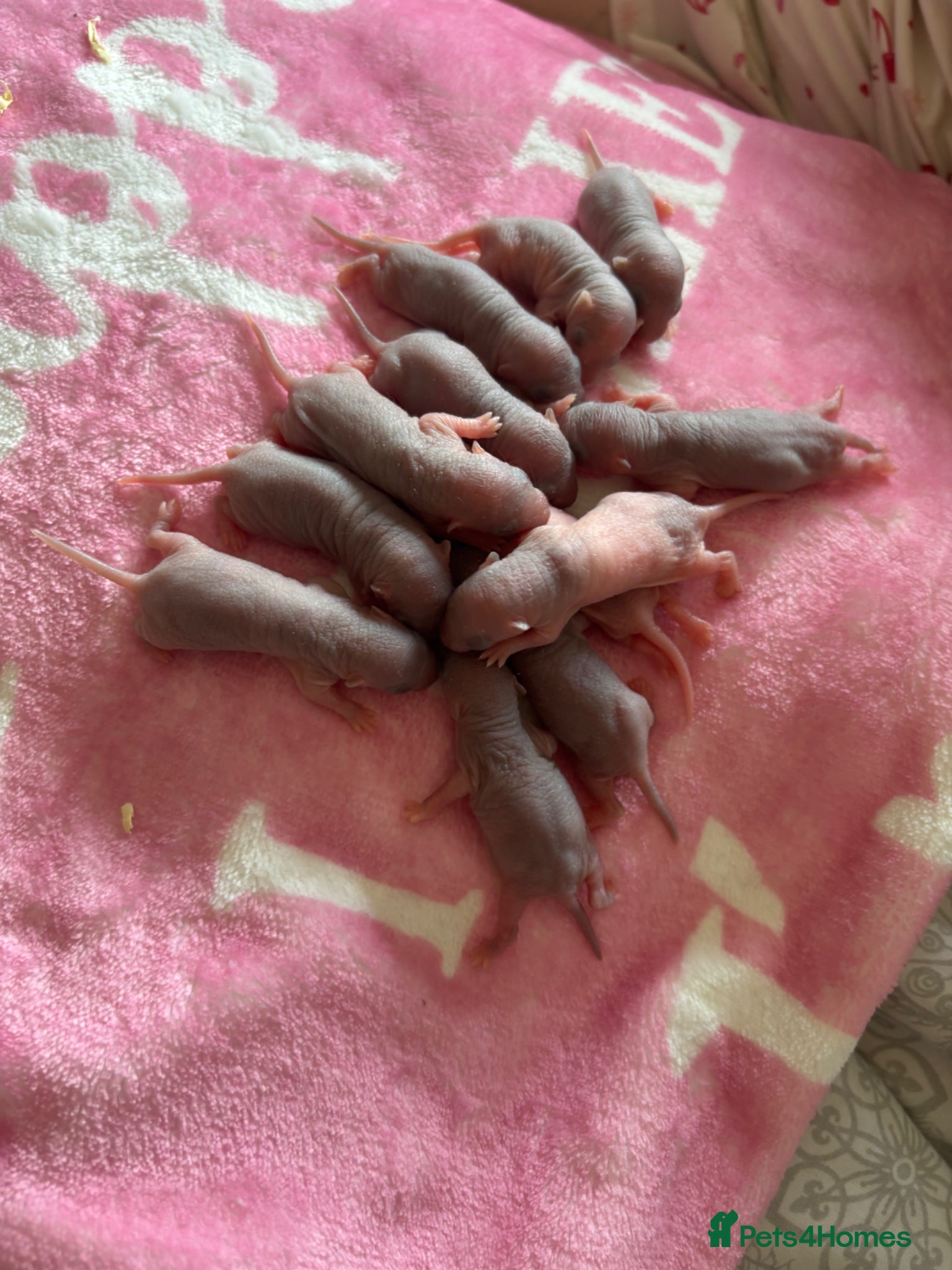 Rat rodents Beautiful baby rats 🐀 - Advert 1