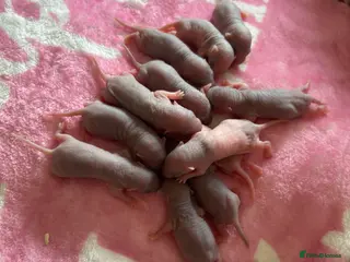 Rat rodents for sale: Beautiful short-haired baby rats đ - Advert 1