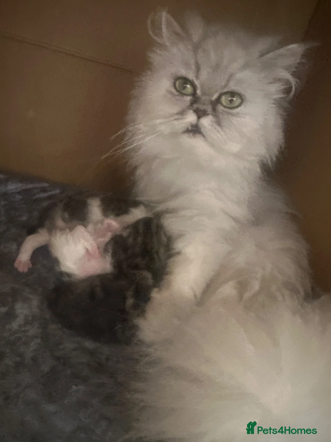 Persian cats for sale: 4 stunning pure Persian chinchilla kittens  - Advert 1