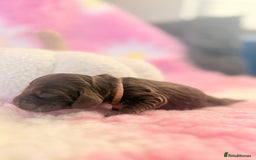Cocker Spaniel dogs for sale: Stunning litter of show cocker spaniels  - Image 24