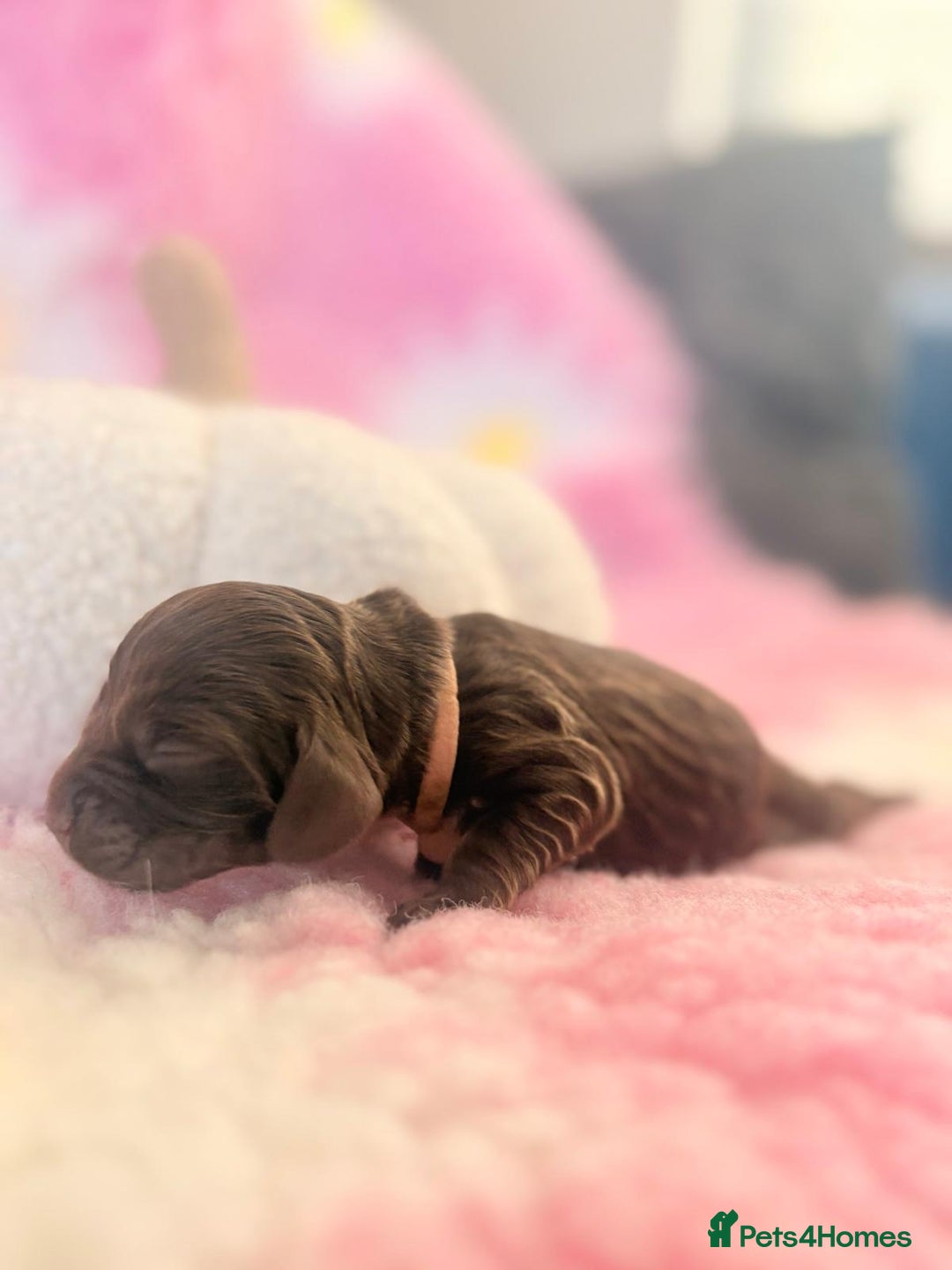 Cocker Spaniel dogs for sale: Stunning litter of show cocker spaniels  - Image 24
