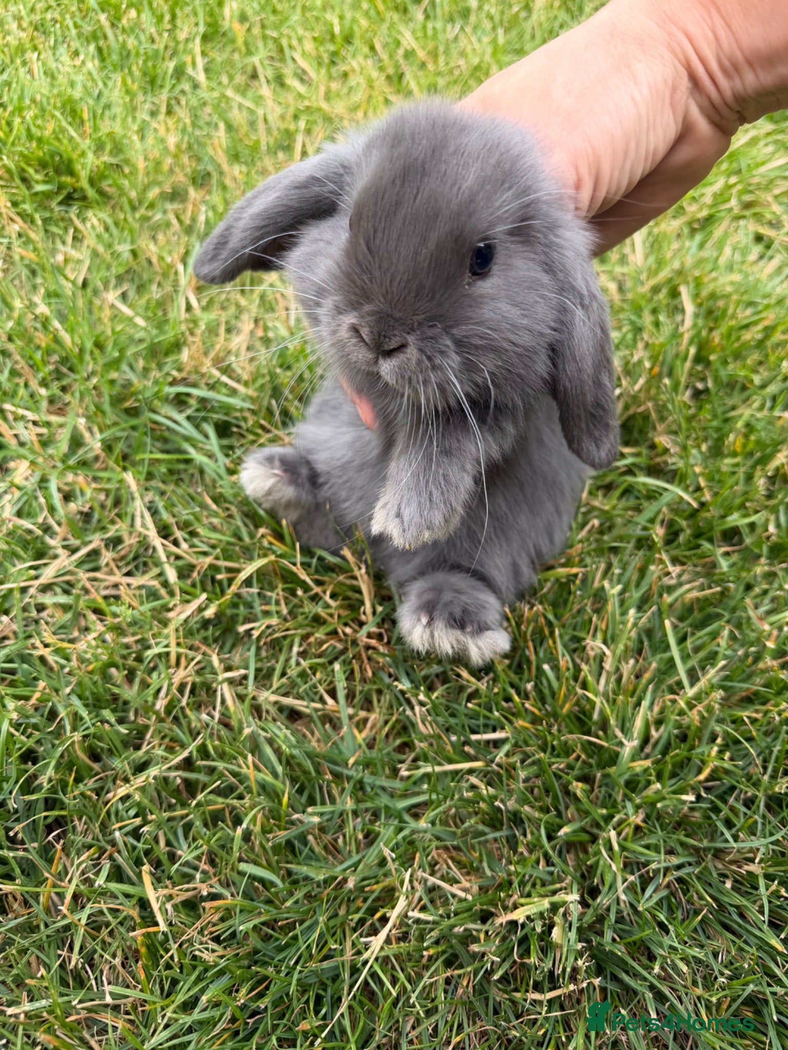Mini Lop rabbits Baby mini lop bunnies - Advert 5