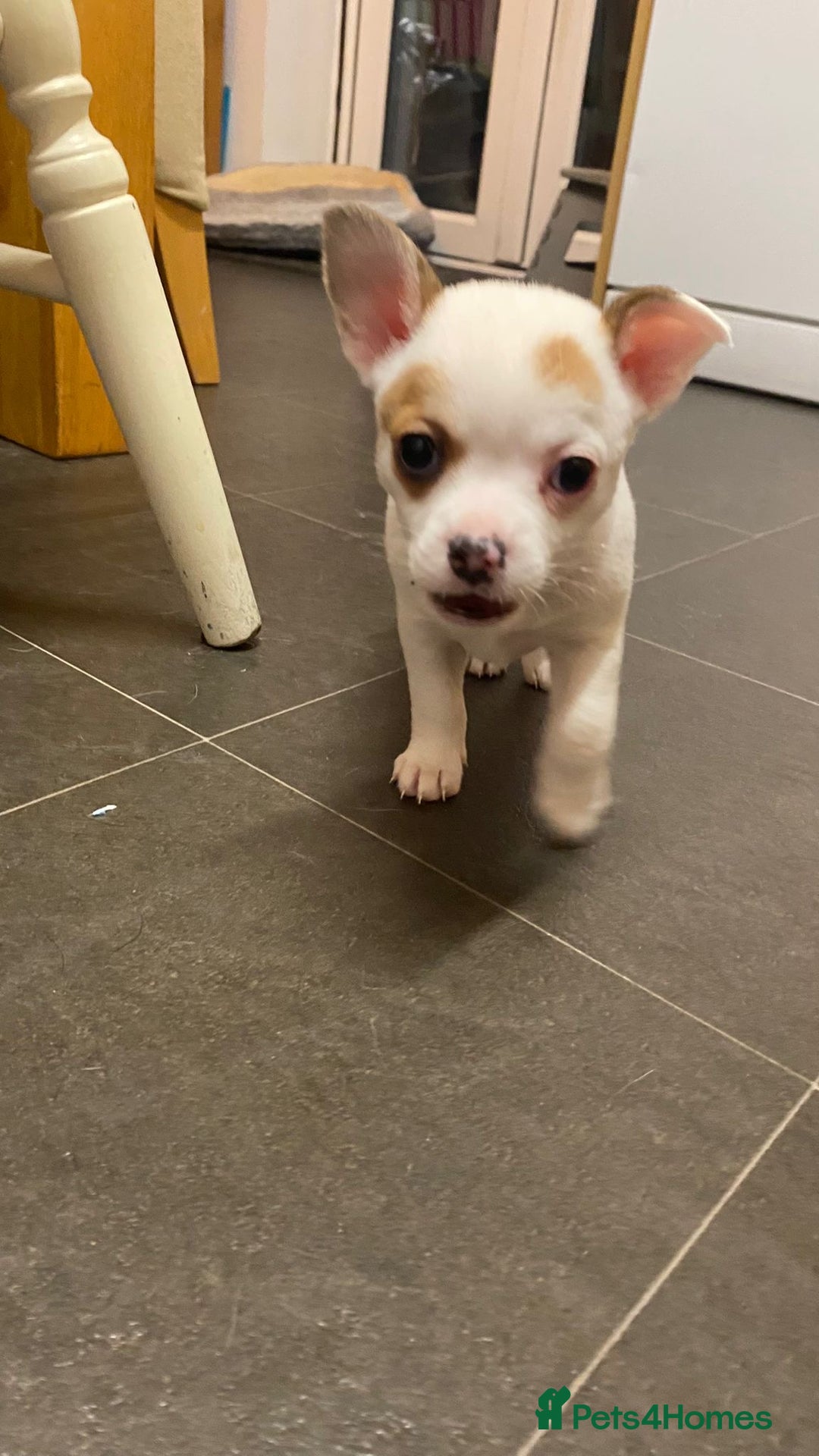 Mixed Breed dogs for sale: 3 puppies ready 21st November  - Image 3