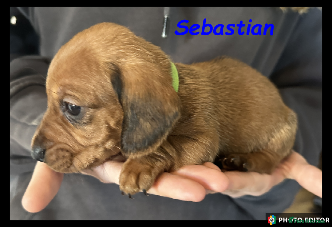 Dachshund dogs for sale: Beautiful Dachshunds ❤️❤️ - Advert 22