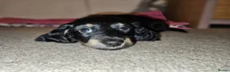 Miniature Dachshund dogs for sale: Beautiful Miniatures  in Edinburgh - Advert 6