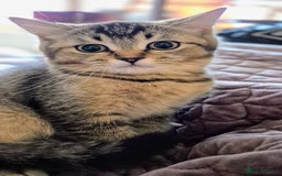 Scottish Fold cats for sale: 2 boys left! TICA registered Scottish Fold - Image 28